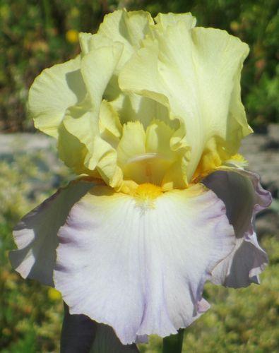 Photo of Tall Bearded Iris (Iris 'Betty Simon') uploaded by Calif_Sue