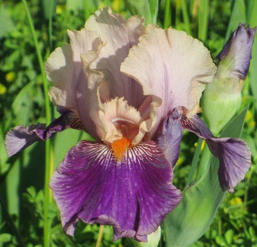 Photo of Tall Bearded Iris (Iris 'Betty Christine') uploaded by Calif_Sue