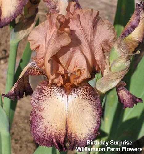 Photo of Tall Bearded Iris (Iris 'Birthday Surprise') uploaded by Calif_Sue