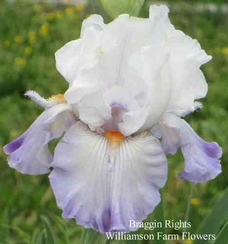 Photo of Tall Bearded Iris (Iris 'Braggin Rights') uploaded by Calif_Sue