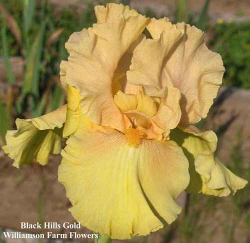 Photo of Tall Bearded Iris (Iris 'Black Hills Gold') uploaded by Calif_Sue