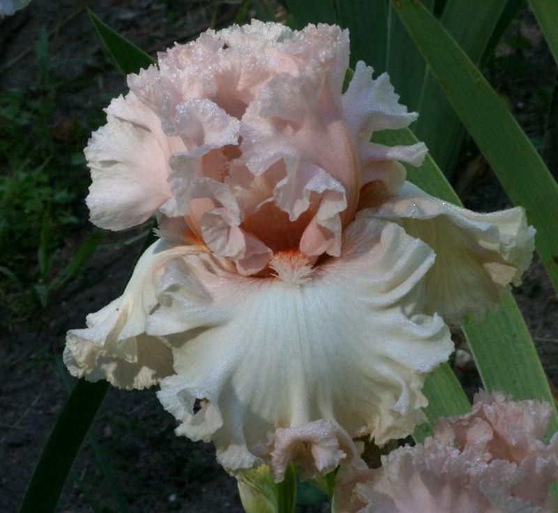 Photo of Tall Bearded Iris (Iris 'Town Flirt') uploaded by MShadow
