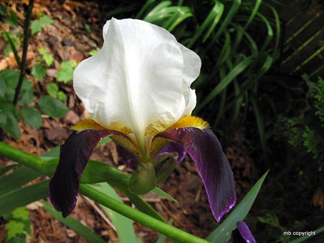 Photo of Tall Bearded Iris (Iris 'Bright Hour') uploaded by MargieNY