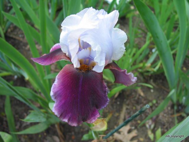 Photo of Tall Bearded Iris (Iris 'Chinese Empress') uploaded by MargieNY