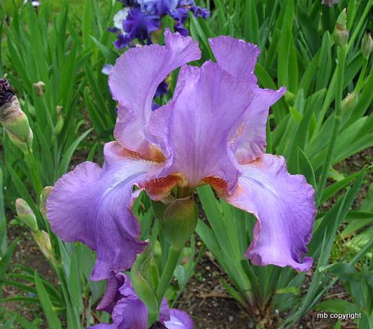 Photo of Tall Bearded Iris (Iris 'Amethyst Flame') uploaded by MargieNY