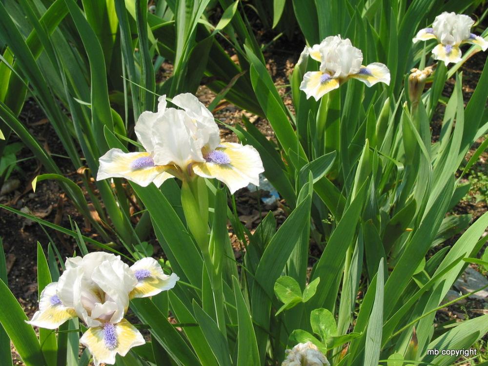 Photo of Standard Dwarf Bearded Iris (Iris 'Baltic Blue') uploaded by MargieNY