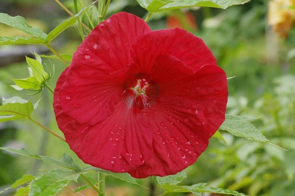 Photo of Hybrid Hardy Hibiscus (Hibiscus 'Torchy') uploaded by Rose1656