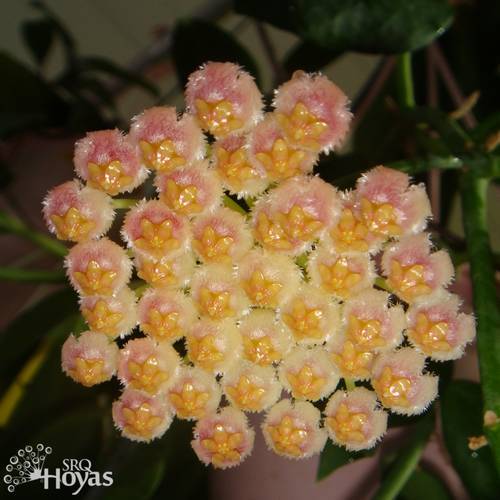 Photo of Wax Plant (Hoya obscura) uploaded by SRQHoyas