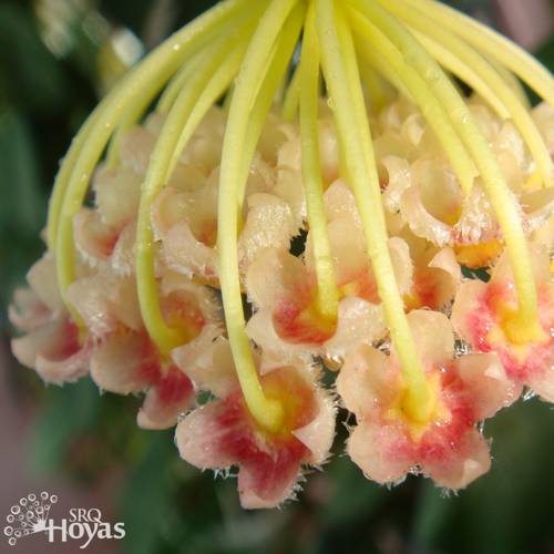 Photo of Wax Plant (Hoya obscura) uploaded by SRQHoyas