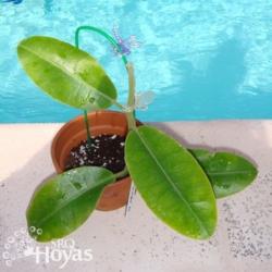 Location: SRQHoyas
Date: 2015-02-19
Hoya obtusifolia IML 1451