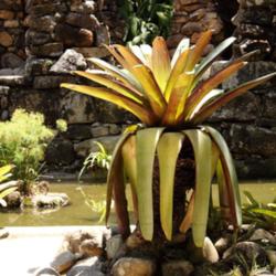 Location: Botanical garden, Rio de Janeiro, Brazil
Date: 2014-12-12