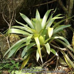 Location: Rainforest, Paraty, Brazil
Date: 2015-01-12
Growing in its natural habitat.