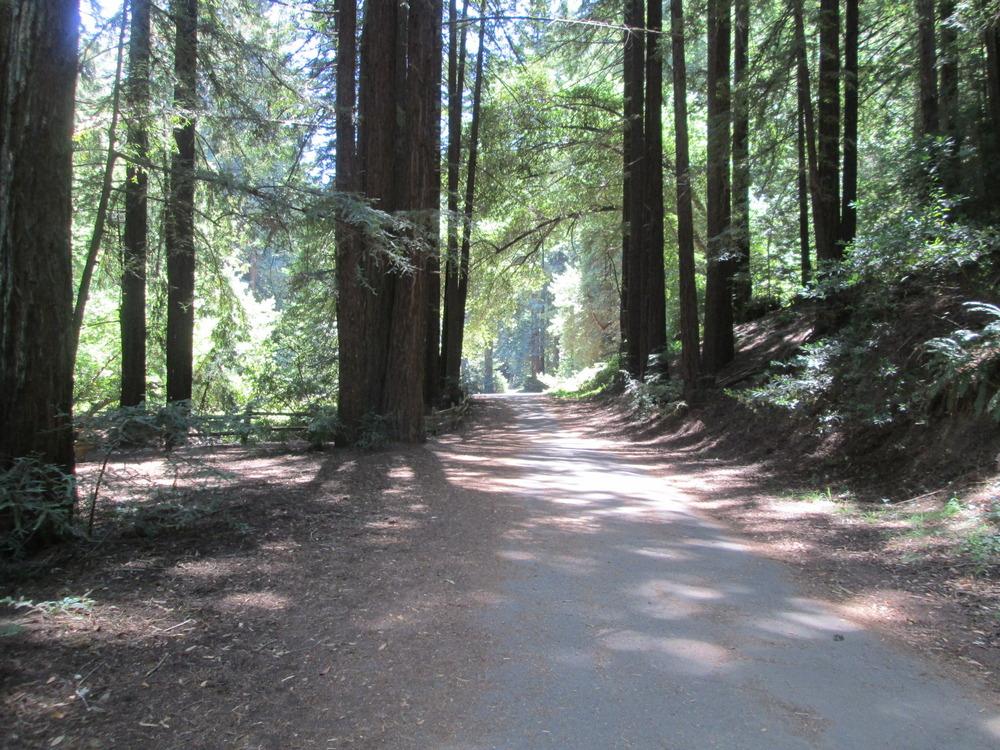 Photo of Redwood (Sequoia sempervirens) uploaded by sequoia