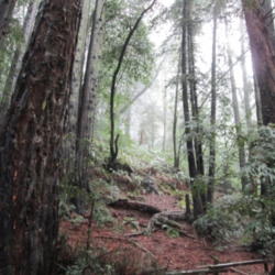 Location: Near San Francisco, California
Date: 2014-02-09
Morning Fog in a Redwood Forest