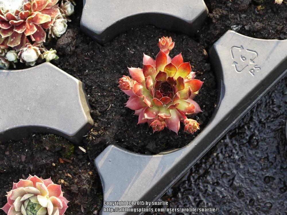 Photo of Hen and Chicks (Sempervivum 'Bronco') uploaded by snarfie