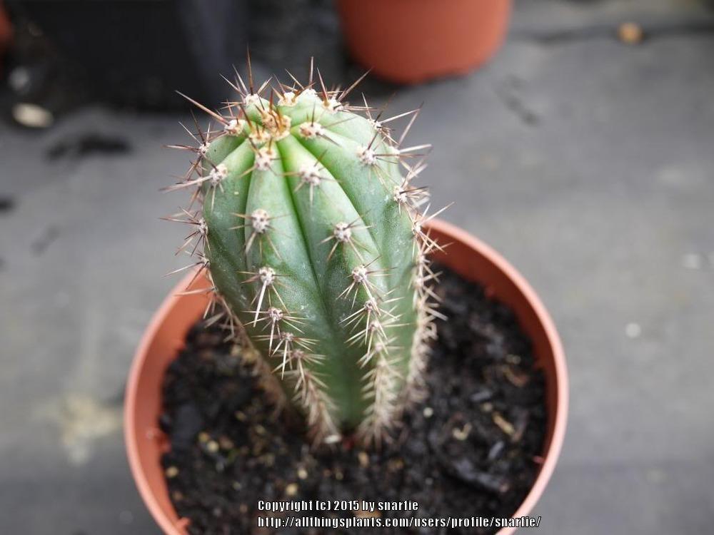Photo of San Pedro Cactus (Trichocereus macrogonus var. pachanoi) uploaded by snarfie
