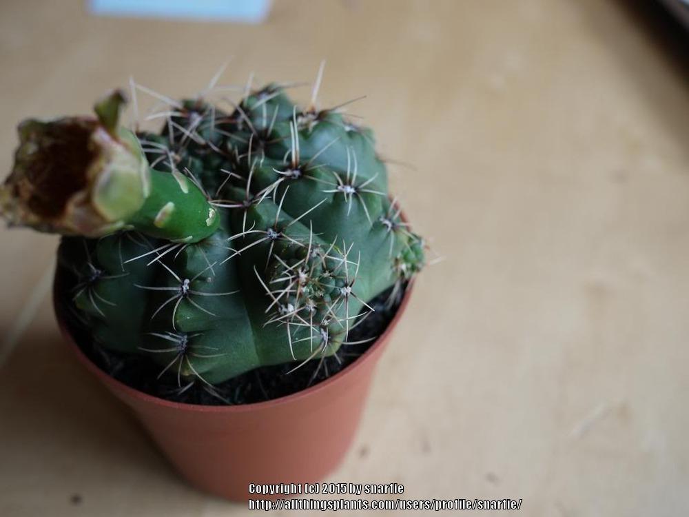 Photo of Dwarf Chin Cactus (Gymnocalycium baldianum) uploaded by snarfie