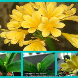 Location: Indoors - San Joaquin County, CA
Date: Jan 2015 to Feb 2015 - Winter Season
Clivia miniata 'Solomone Yellow' blooming stages