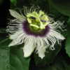 Passiflora edulis 'Flavicarpa'