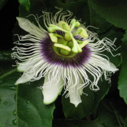 Location: Colima, Mexico (Zone 11)
Date: 2010-06-18
Passiflora edulis 'Flavicarpa'