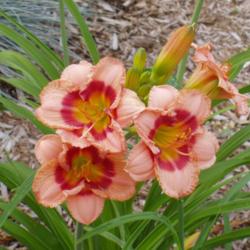 Location: Dreamy Daylilies - Chatham-Kent, Ontario   5b
Date: 2005-07-18
