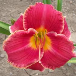 Location: Dreamy Daylilies - Chatham-Kent, Ontario   5b
Date: 08/14/2014
First bloom on a cultivar received that year