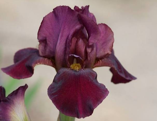 Photo of Miniature Tall Bearded Iris (Iris 'Red Trooper') uploaded by Livy