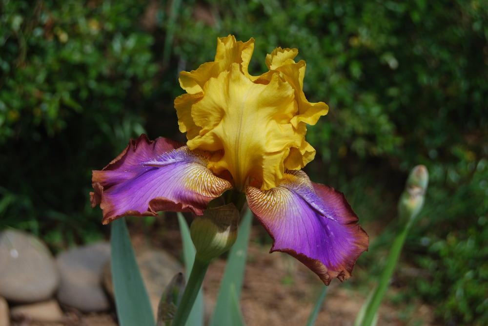 Photo of Tall Bearded Iris (Iris 'Gladys Austin') uploaded by Phillipb2