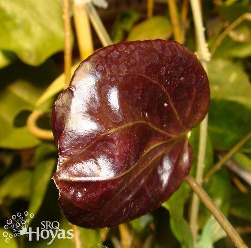 Photo of Wax Plant (Hoya pentaphlebia) uploaded by SRQHoyas