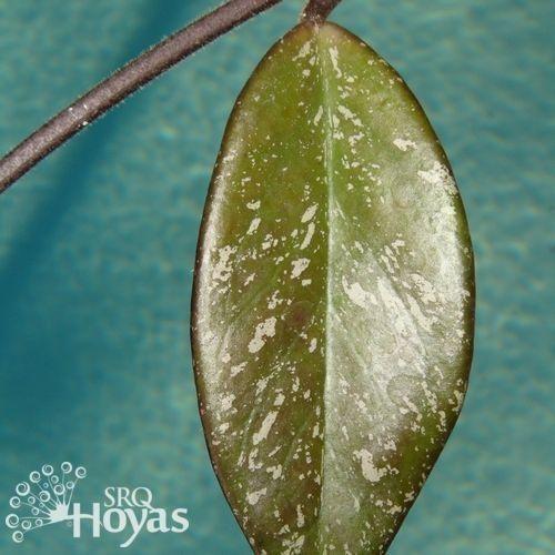 Photo of Wax Plant (Hoya pubicalyx 'Red Buttons') uploaded by SRQHoyas