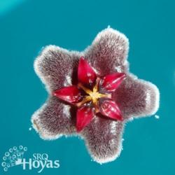 Location: SRQHoyas
Date: 2015-02-20
Hoya pubicaly 'Royal Hawaiian Purple' IML 56