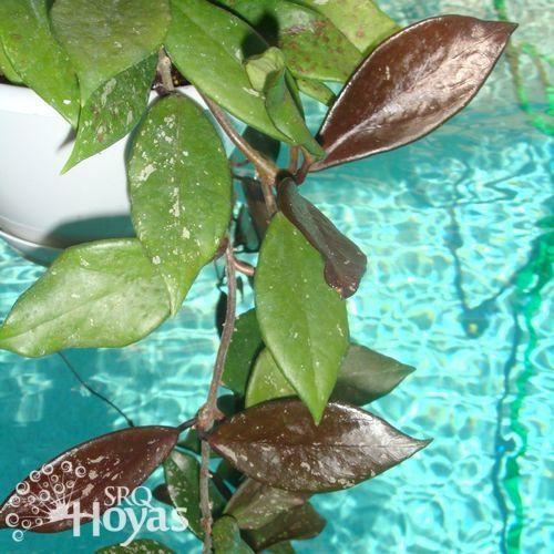Photo of Wax Plant (Hoya pubicalyx 'Red Buttons') uploaded by SRQHoyas