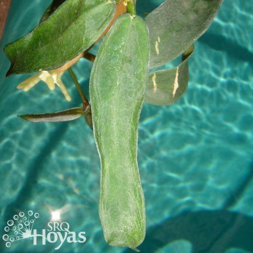 Photo of Wax Plant (Hoya pandurata) uploaded by SRQHoyas
