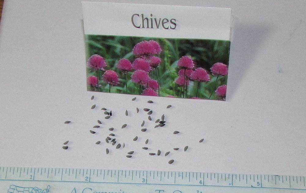 Photo of Chives (Allium schoenoprasum) uploaded by jmorth