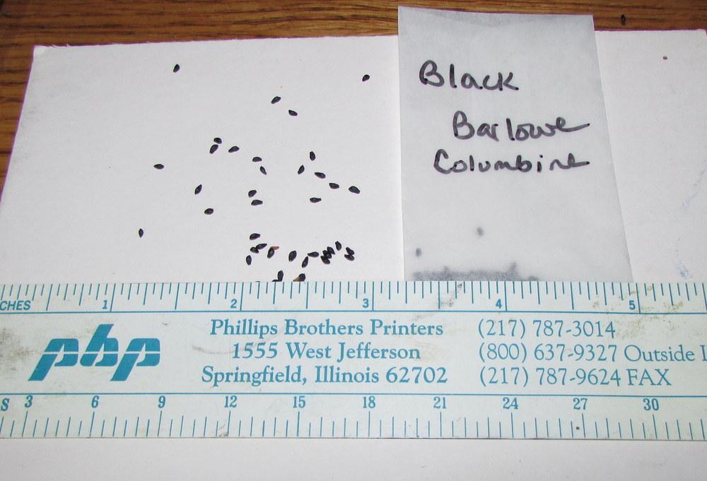 Photo of Columbine (Aquilegia vulgaris 'Black Barlow') uploaded by jmorth