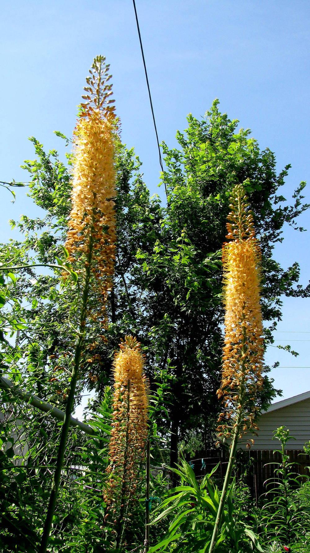 Photo of Foxtail Lily (Eremurus) uploaded by jmorth