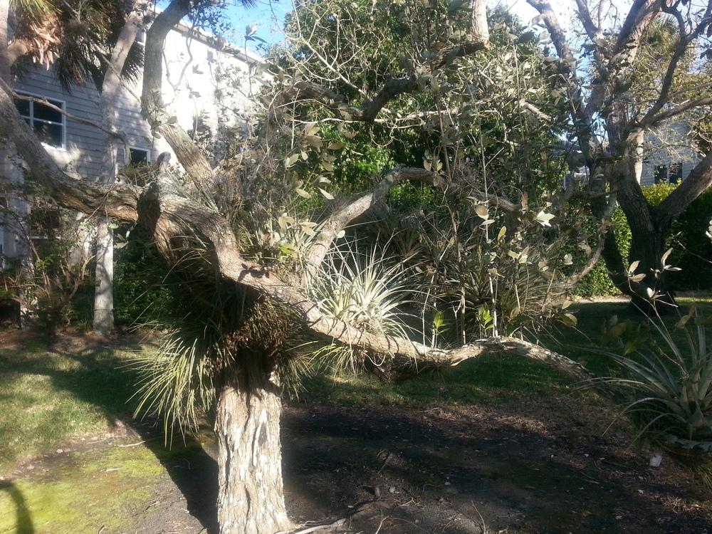 Photo of Giant Air Plant (Tillandsia utriculata) uploaded by karmatree