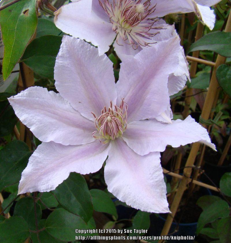 Photo of Clematis Filigree™ uploaded by kniphofia