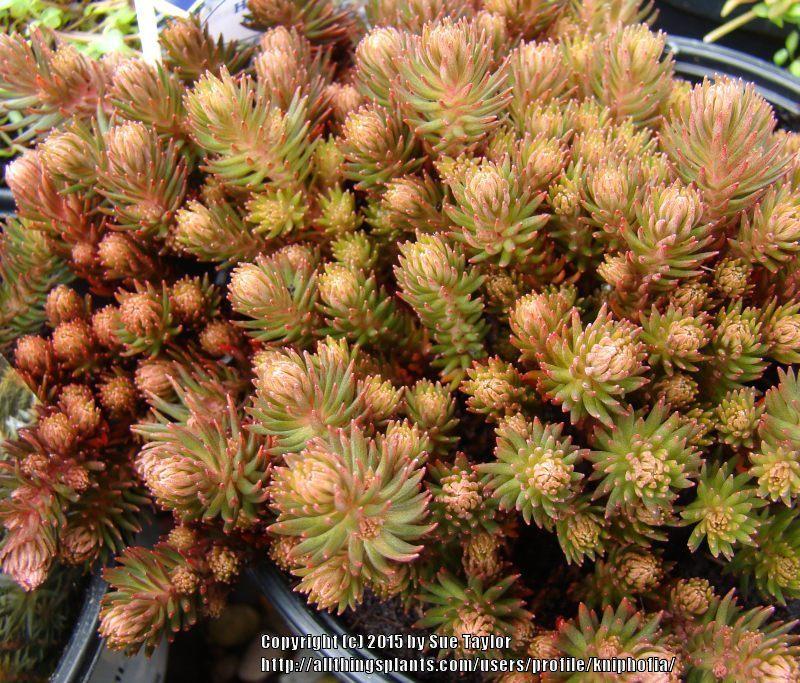 Photo of Stonecrop (Sedum polytrichoides 'Chocolate Ball') uploaded by kniphofia
