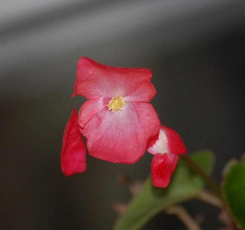 Photo of Begonia Whopper™ Red with Bronze Leaf uploaded by pixie62560
