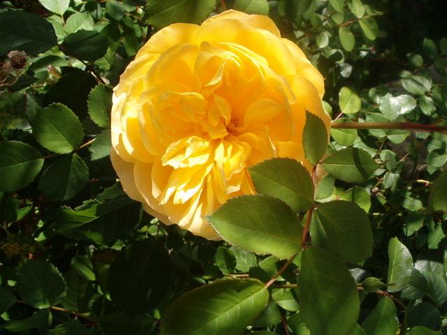 Photo of Rose (Rosa 'Molineux') uploaded by sequoia