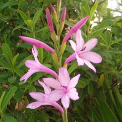 Location: San Francisco Bay Area
Date: June 2014
Watsonia Humilus is pink and only grows to about 36 inches and re