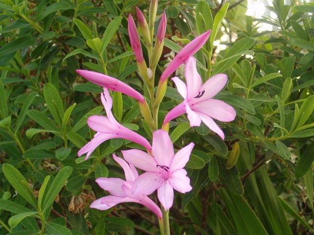 Photo of Pink Bugle Lily (Watsonia humilis) uploaded by sequoia