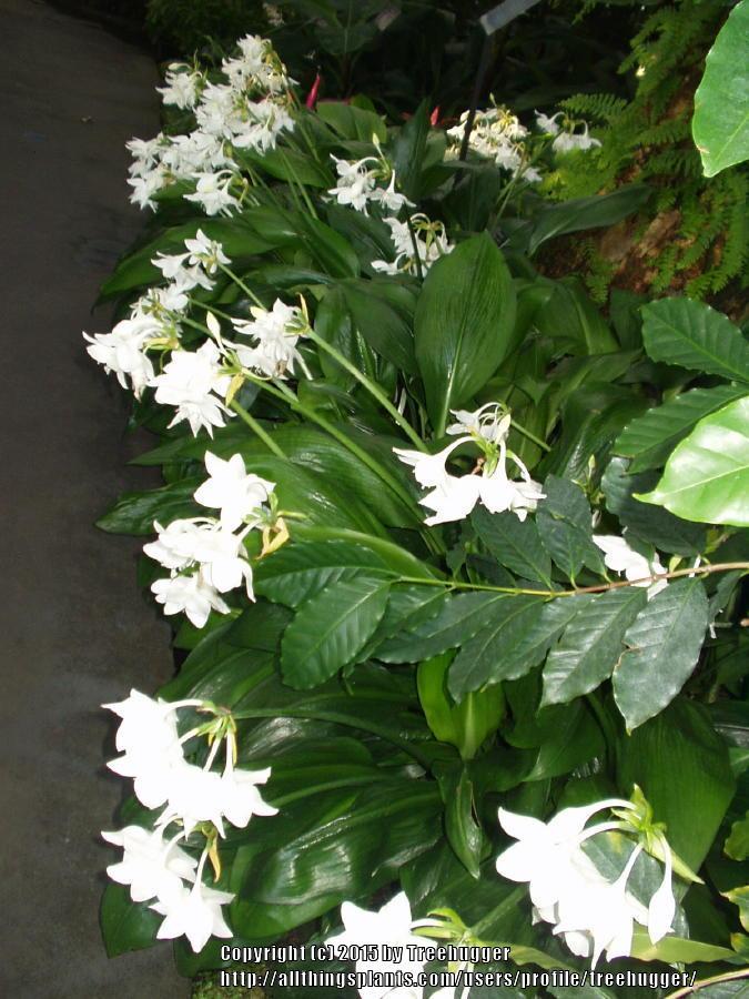 Photo of Amazon Lily (Urceolina x grandiflora) uploaded by treehugger