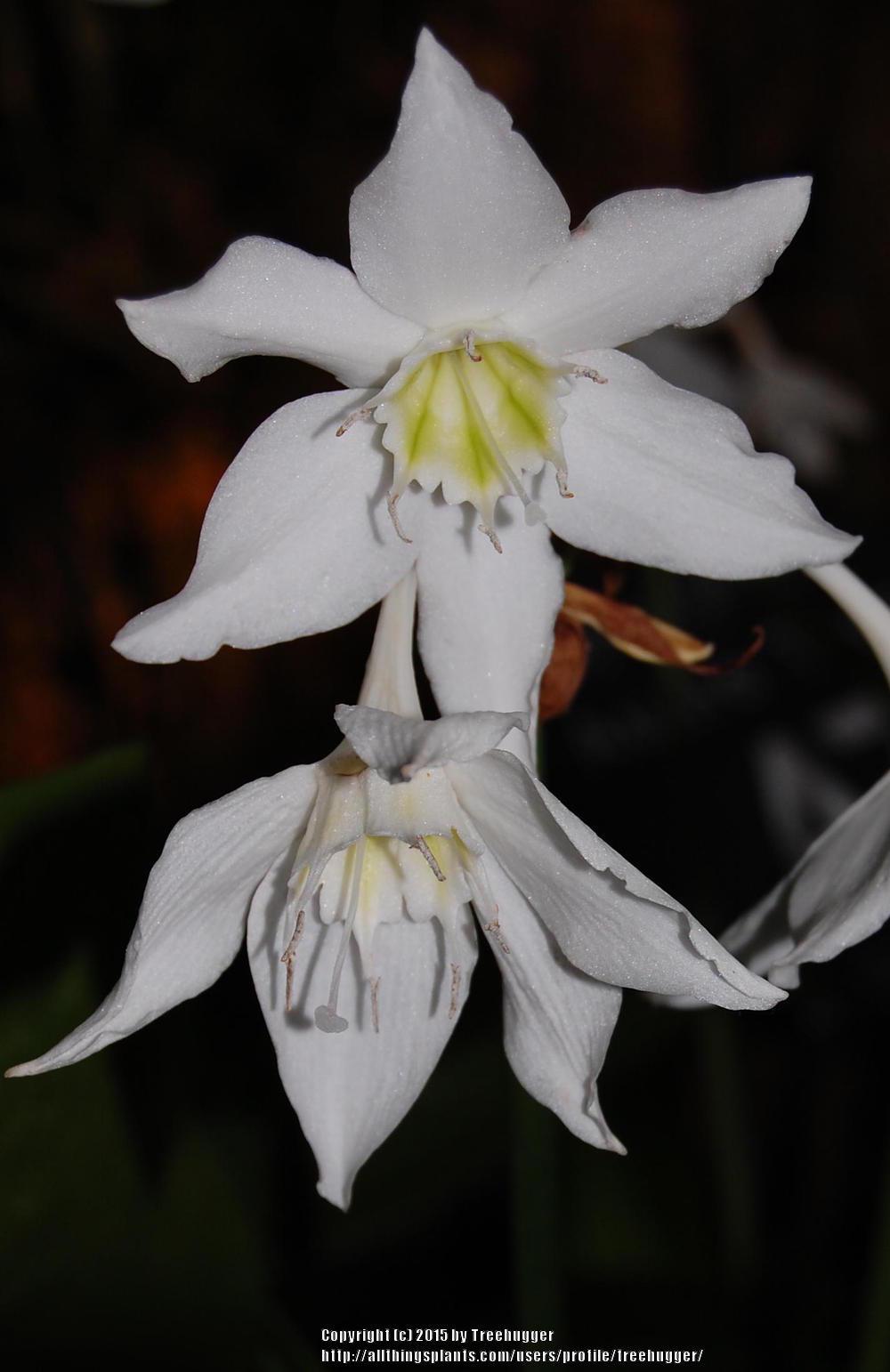 Photo of Amazon Lily (Urceolina x grandiflora) uploaded by treehugger