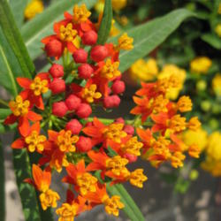 Location: Colima, Colima Mexico (Zone 11)
Date: 2011-04-28
Tropical Milkweed (Asclepias curassavica).  Wildflower native to 