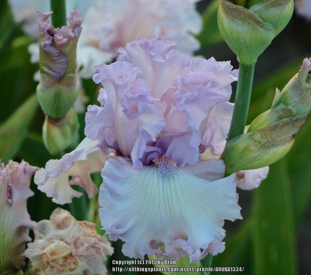 Photo of Tall Bearded Iris (Iris 'Poem of Love') uploaded by ARUBA1334