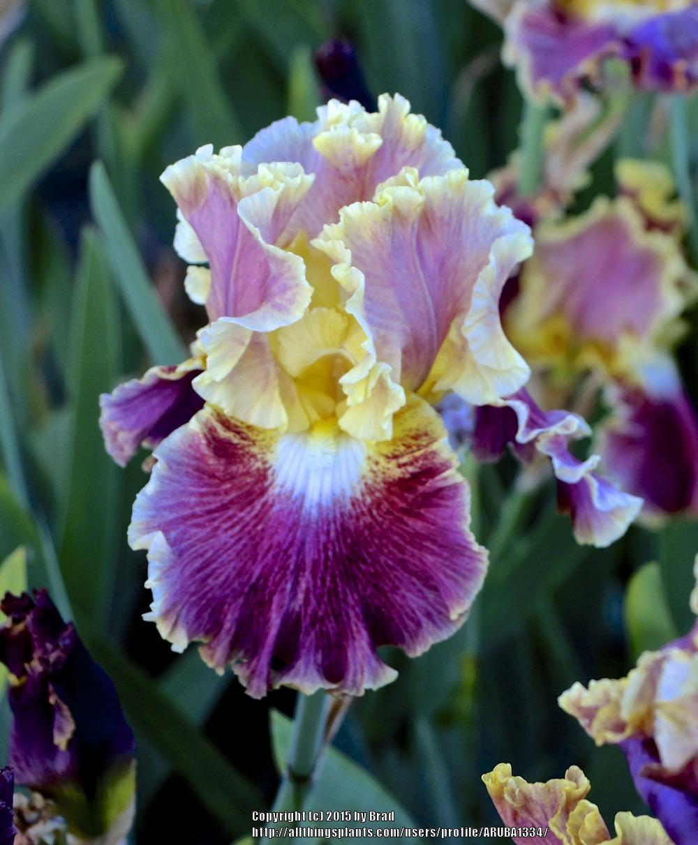 Photo of Tall Bearded Iris (Iris 'Affair To Remember') uploaded by ARUBA1334