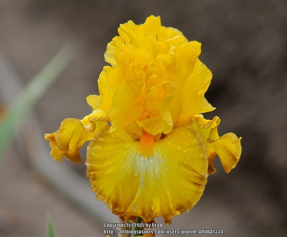 Photo of Tall Bearded Iris (Iris 'Down to the Wire') uploaded by ARUBA1334