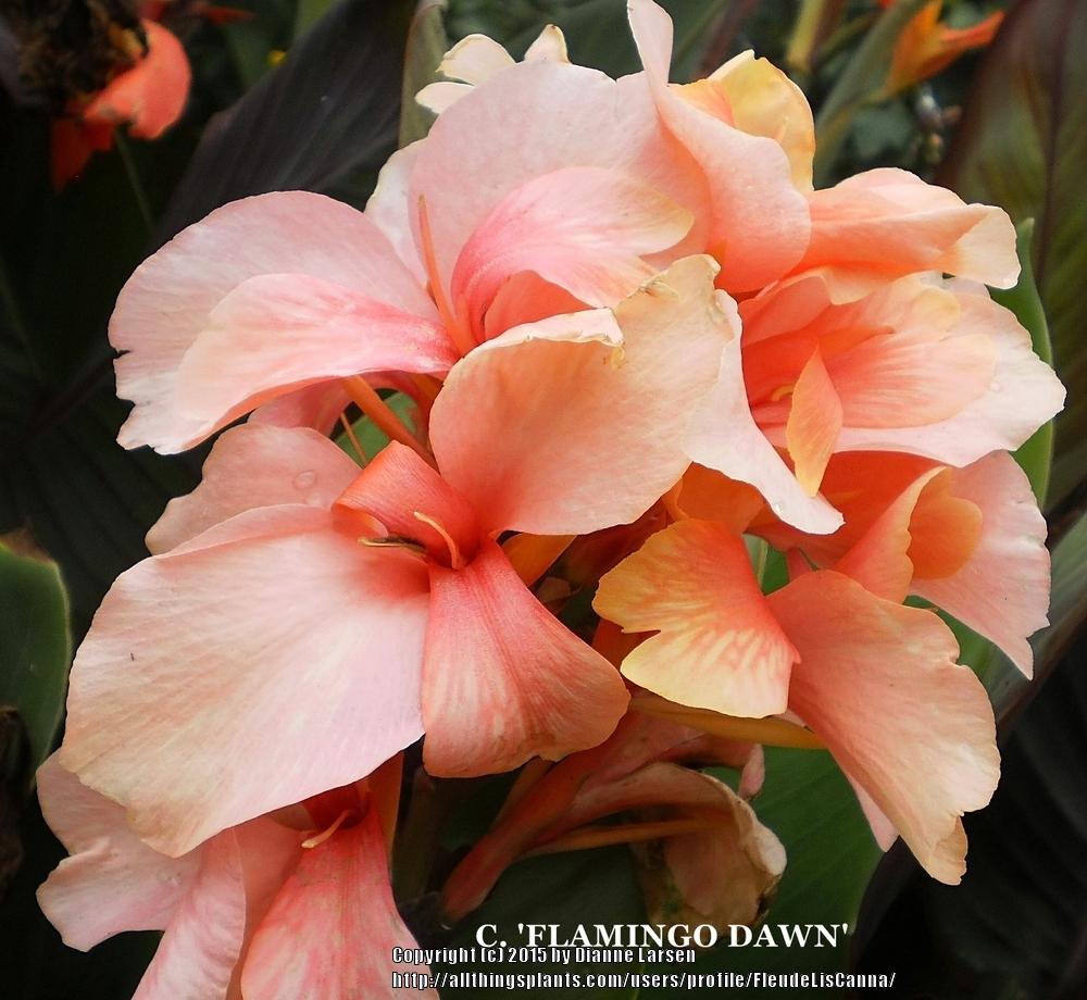 Photo of Canna Lily (Canna x generalis 'Flamingo Dawn') uploaded by FleudeLisCanna
